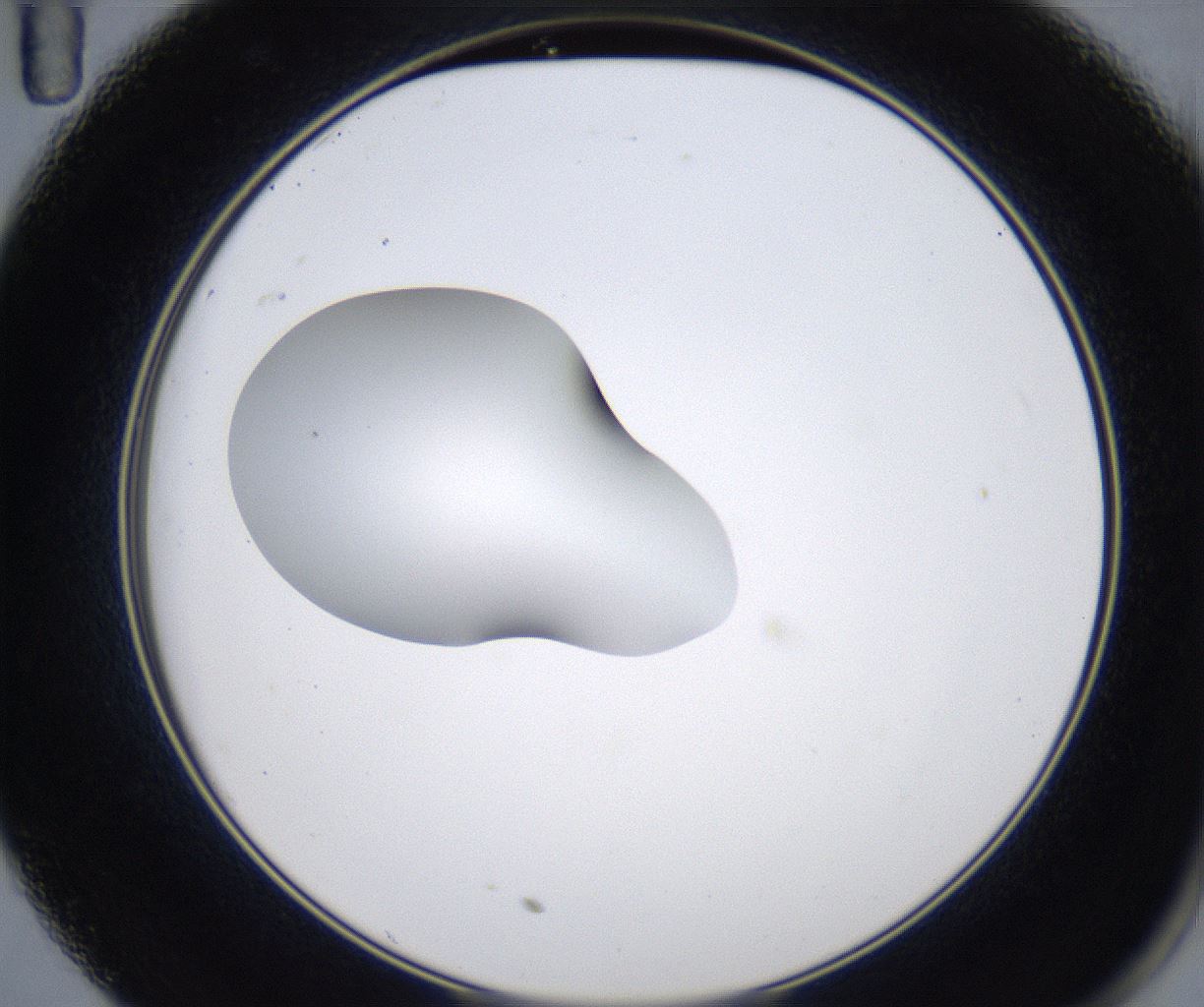 folderID349_plateID2349_batchID11067_wellNum35_profileID1_d2_r165640_ef.jpg
