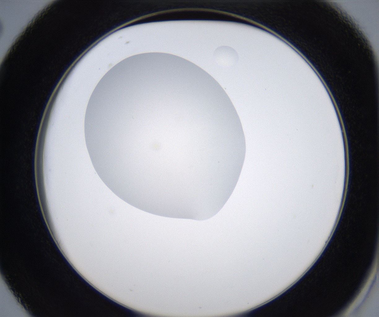 folderID349_plateID2349_batchID11067_wellNum38_profileID1_d2_r165646_ef.jpg