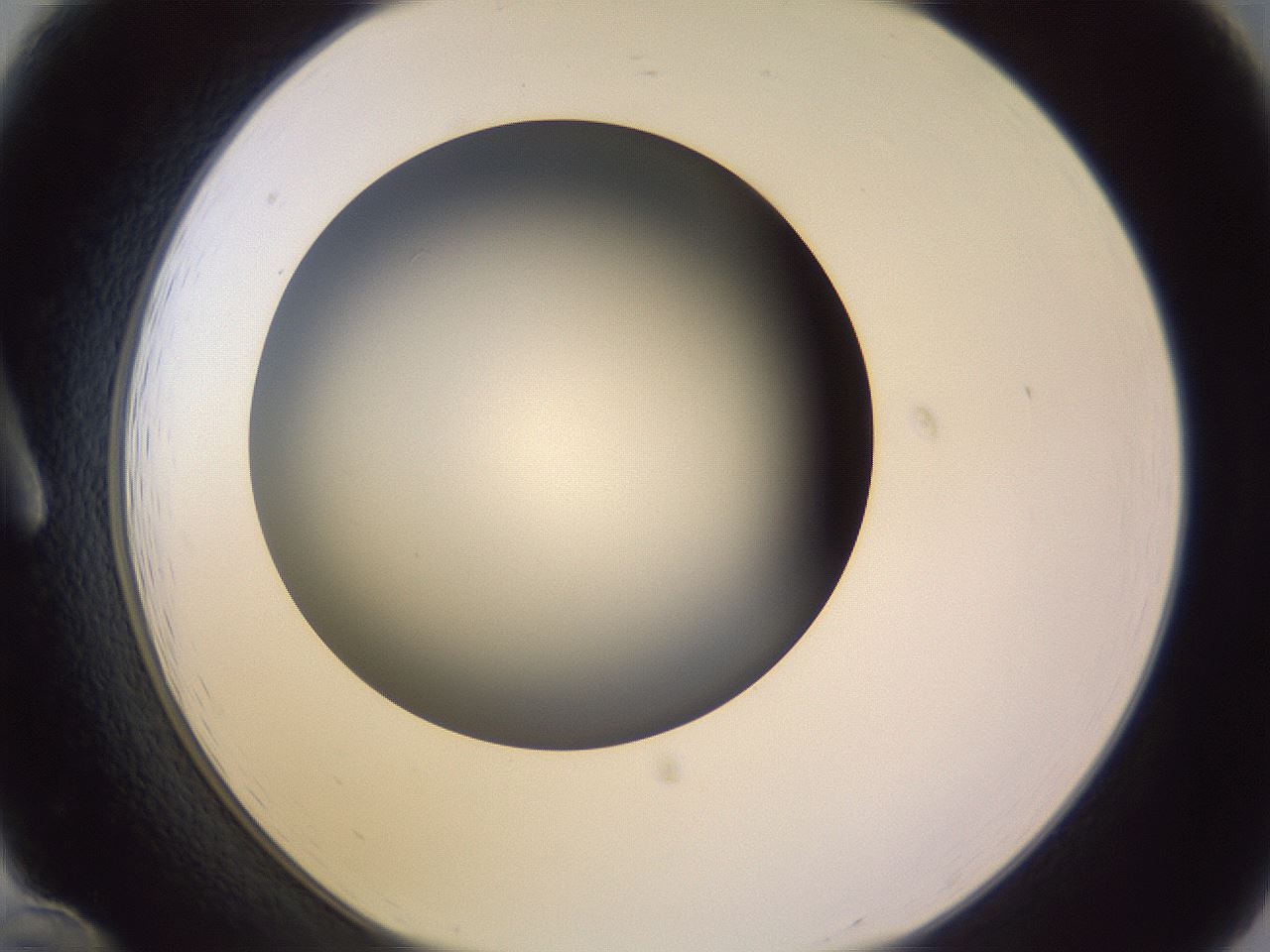 folderID350_plateID1350_batchID4705_wellNum12_profileID1_d1_r81335_ef.jpg