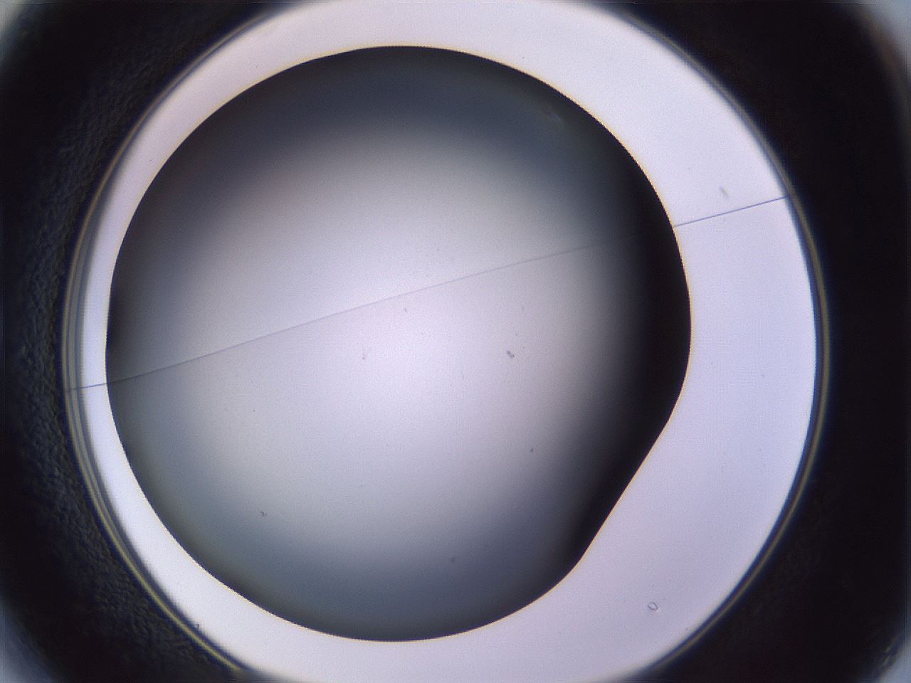 folderID350_plateID1350_batchID4705_wellNum13_profileID1_d1_r81336_ef.jpg