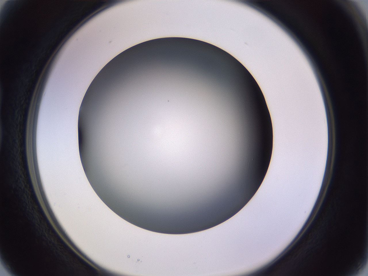 folderID350_plateID1350_batchID4705_wellNum15_profileID1_d1_r81338_ef.jpg