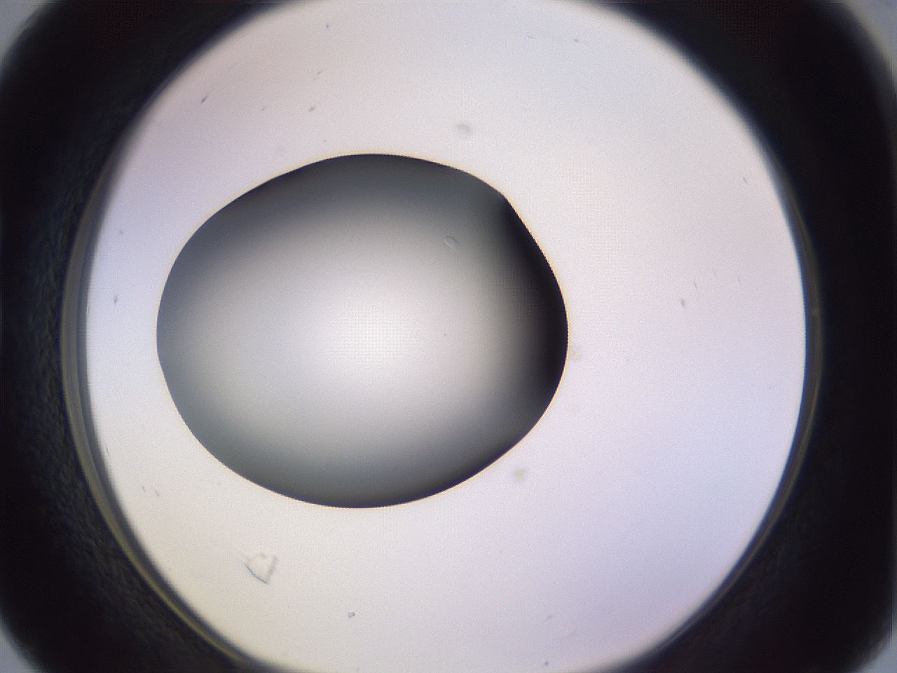 folderID350_plateID1350_batchID4705_wellNum16_profileID1_d1_r81339_ef.jpg