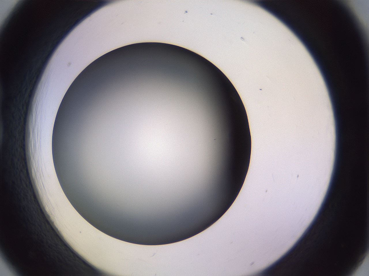 folderID350_plateID1350_batchID4705_wellNum18_profileID1_d1_r81341_ef.jpg