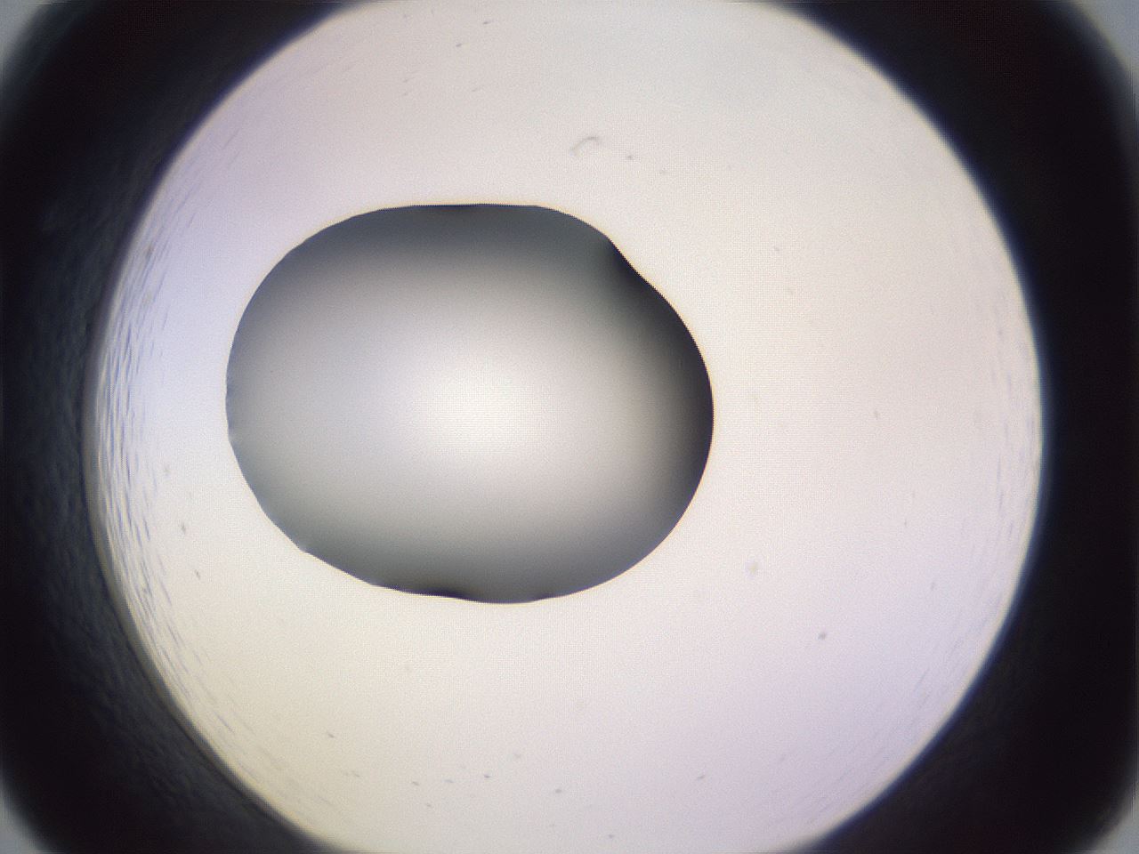 folderID350_plateID1350_batchID4705_wellNum19_profileID1_d1_r81342_ef.jpg
