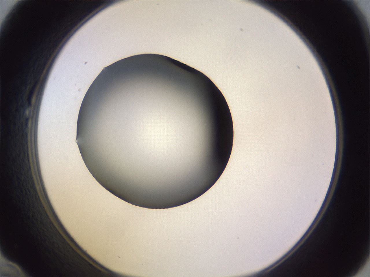 folderID350_plateID1350_batchID4705_wellNum22_profileID1_d1_r81345_ef.jpg