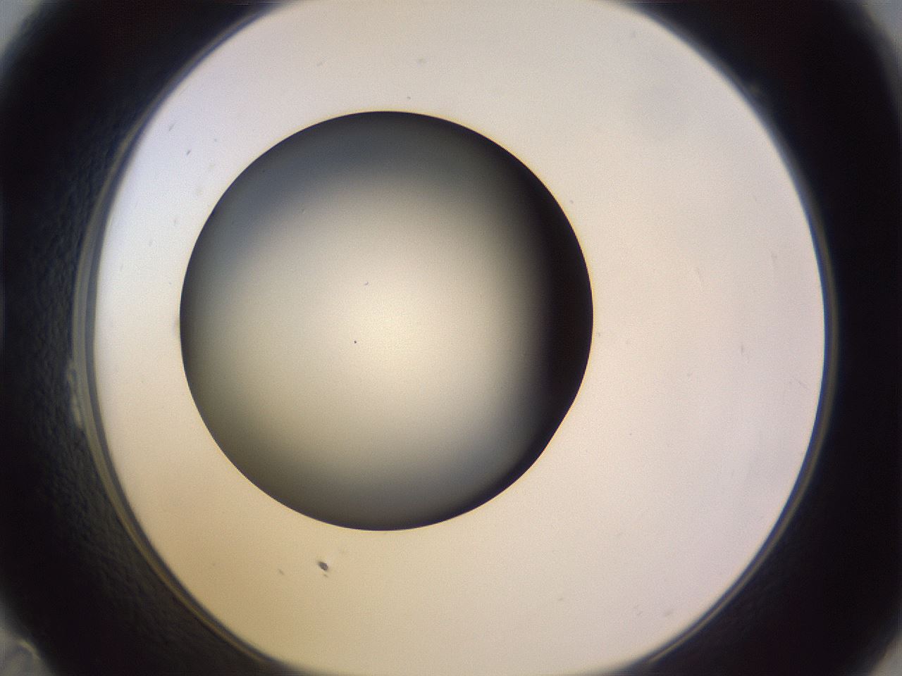 folderID350_plateID1350_batchID4705_wellNum23_profileID1_d1_r81346_ef.jpg