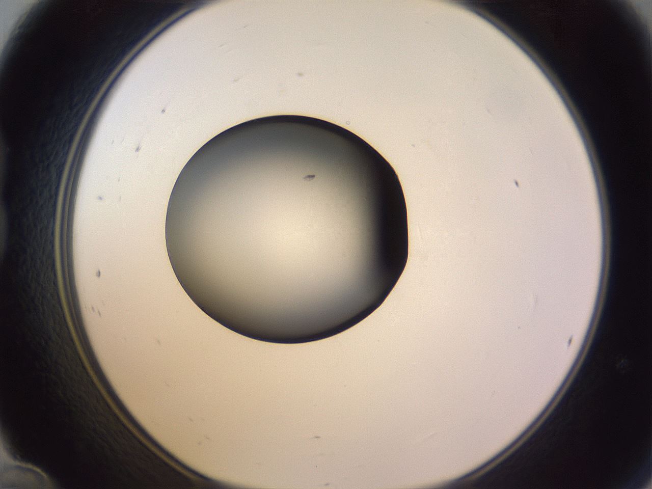 folderID350_plateID1350_batchID4705_wellNum24_profileID1_d1_r81347_ef.jpg
