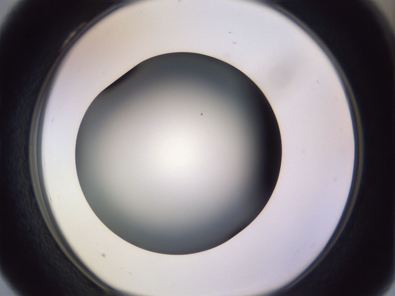 folderID350_plateID1350_batchID4705_wellNum28_profileID1_d1_r81351_ef.jpg