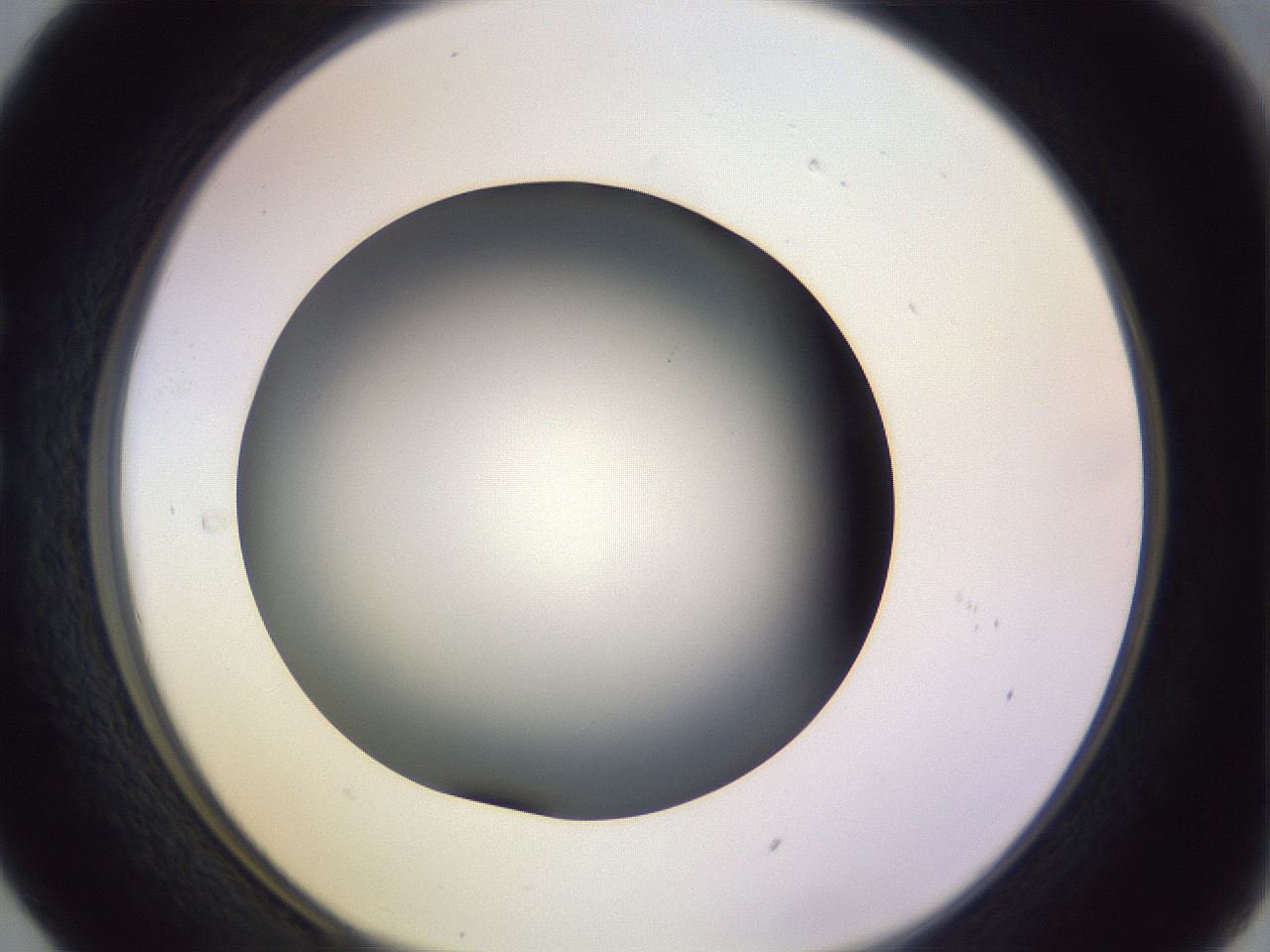folderID350_plateID1350_batchID4705_wellNum29_profileID1_d1_r81352_ef.jpg