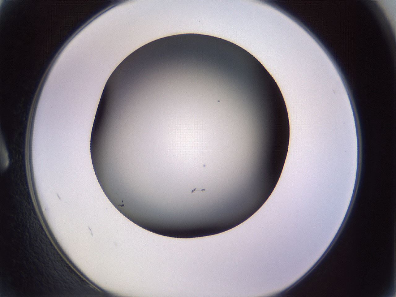 folderID350_plateID1350_batchID4705_wellNum2_profileID1_d1_r81325_ef.jpg