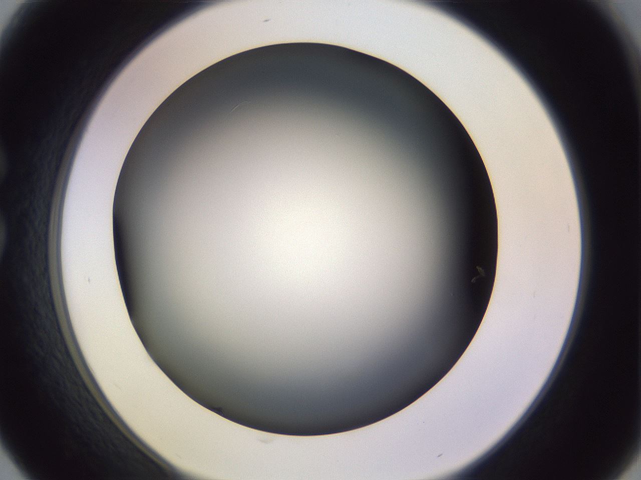 folderID350_plateID1350_batchID4705_wellNum30_profileID1_d1_r81353_ef.jpg