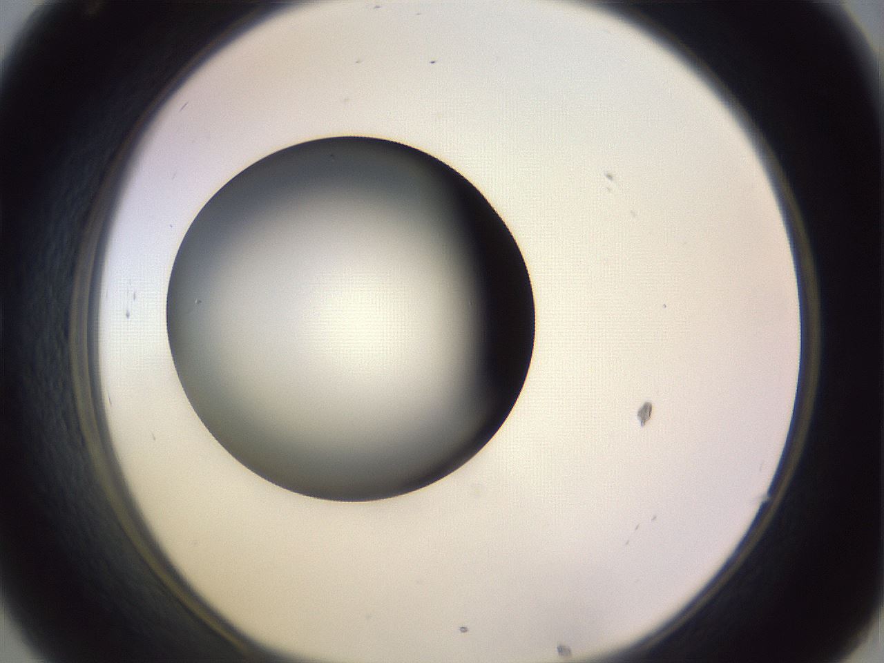 folderID350_plateID1350_batchID4705_wellNum32_profileID1_d1_r81355_ef.jpg