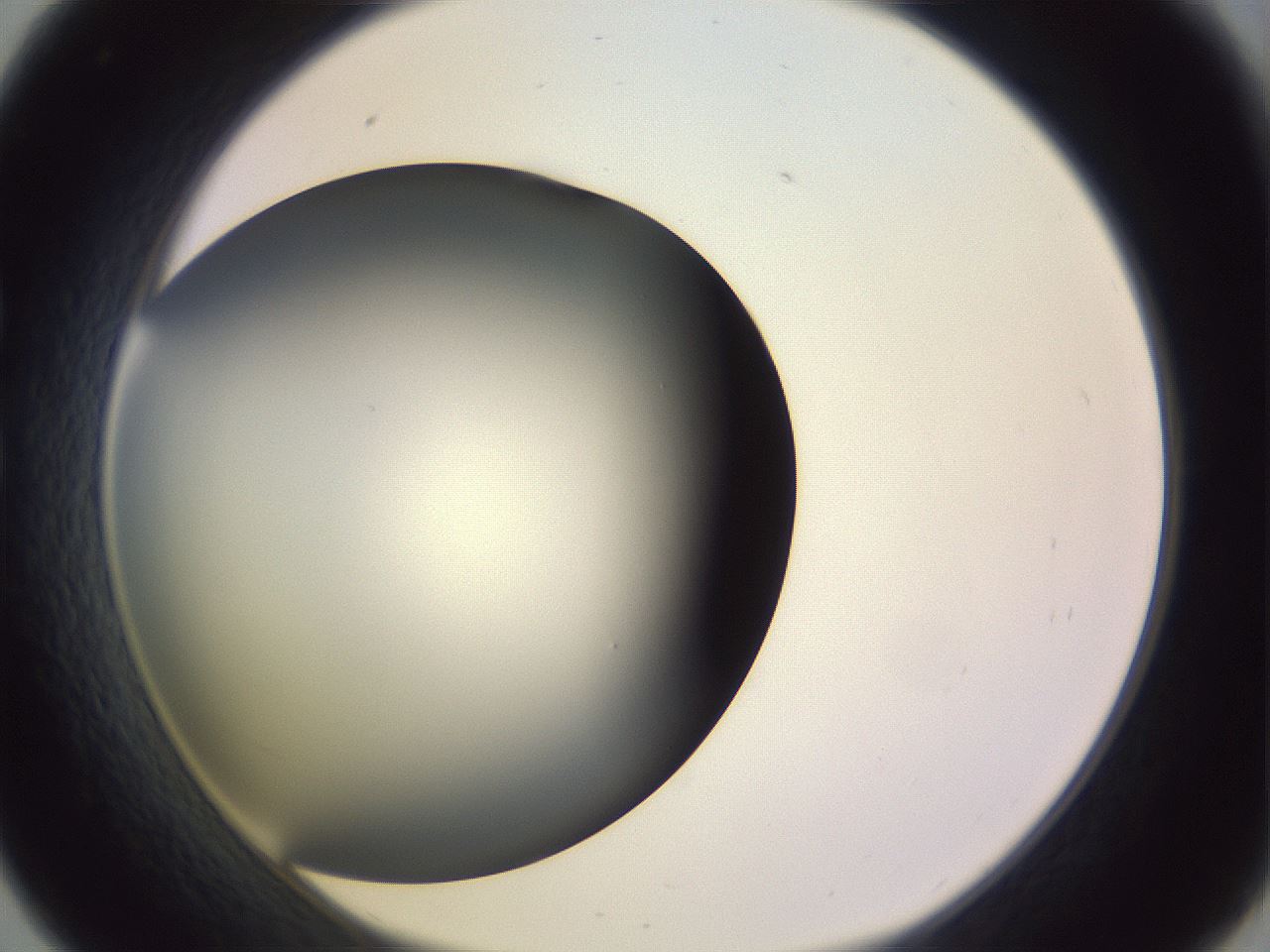 folderID350_plateID1350_batchID4705_wellNum33_profileID1_d1_r81356_ef.jpg
