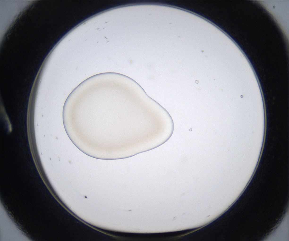 folderID349_plateID2349_batchID11067_wellNum8_profileID1_d1_r165585_ef.jpg