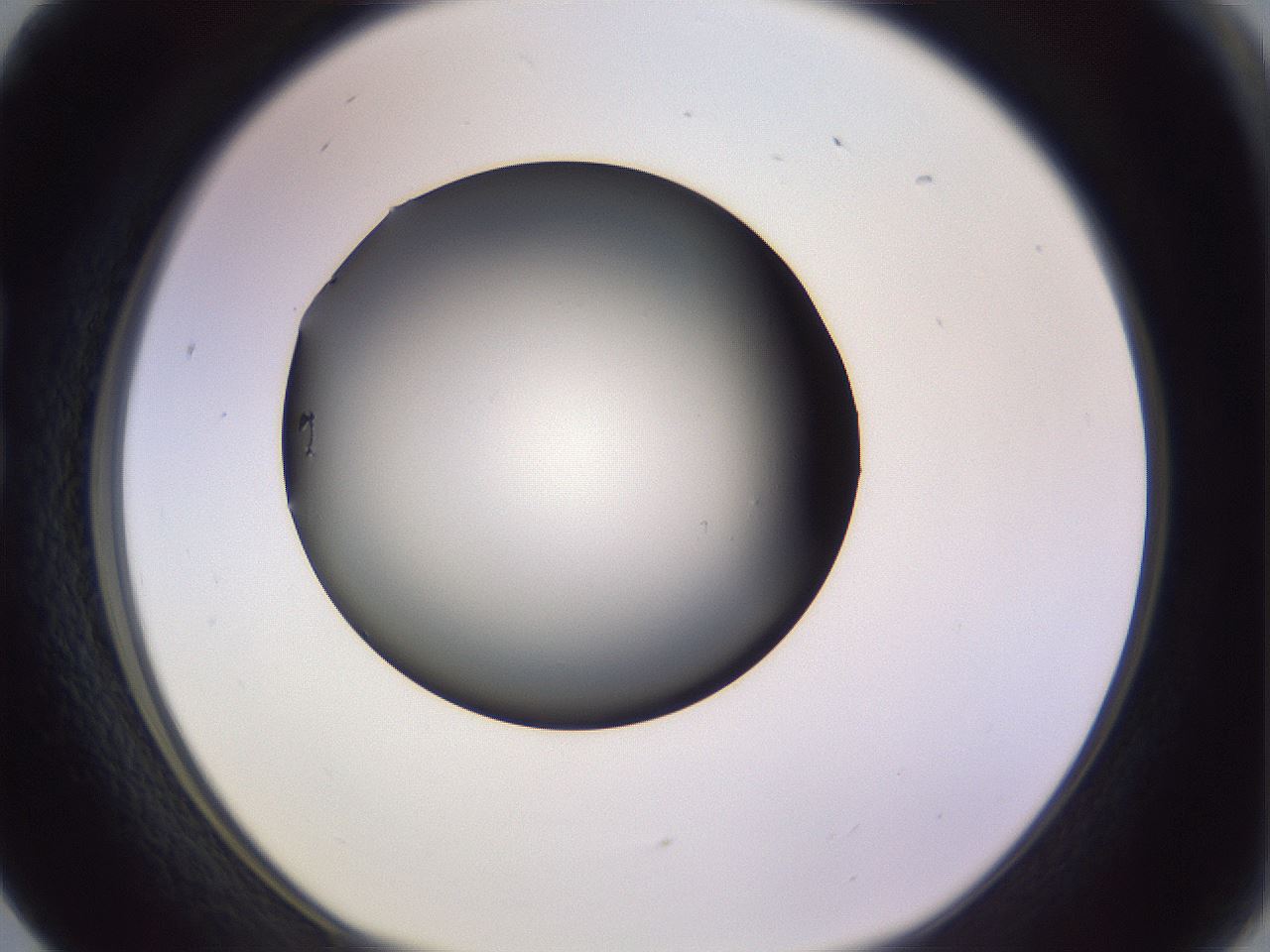 folderID350_plateID1350_batchID4705_wellNum17_profileID1_d1_r81340_ef.jpg