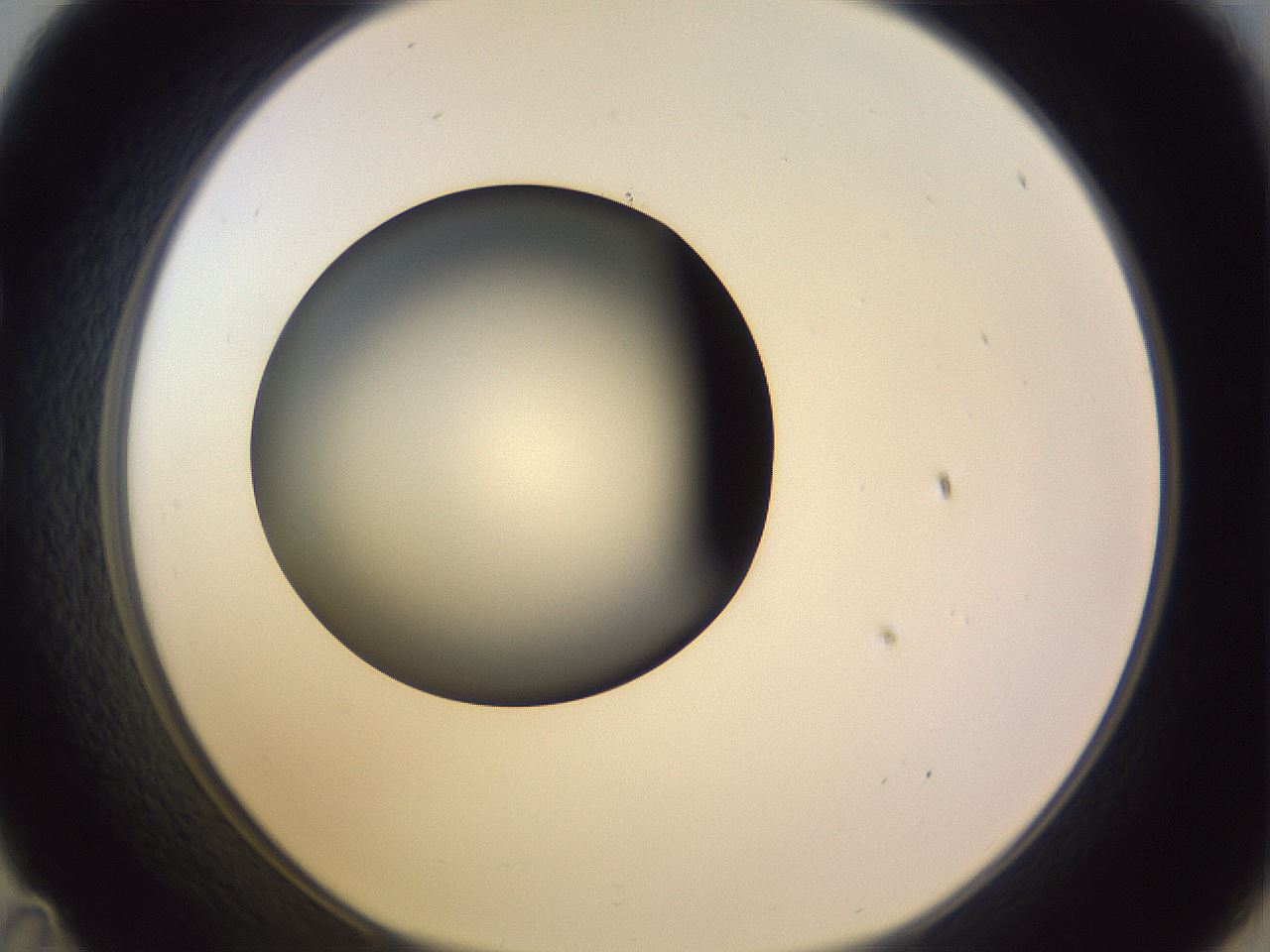 folderID350_plateID1350_batchID4705_wellNum35_profileID1_d1_r81358_ef.jpg