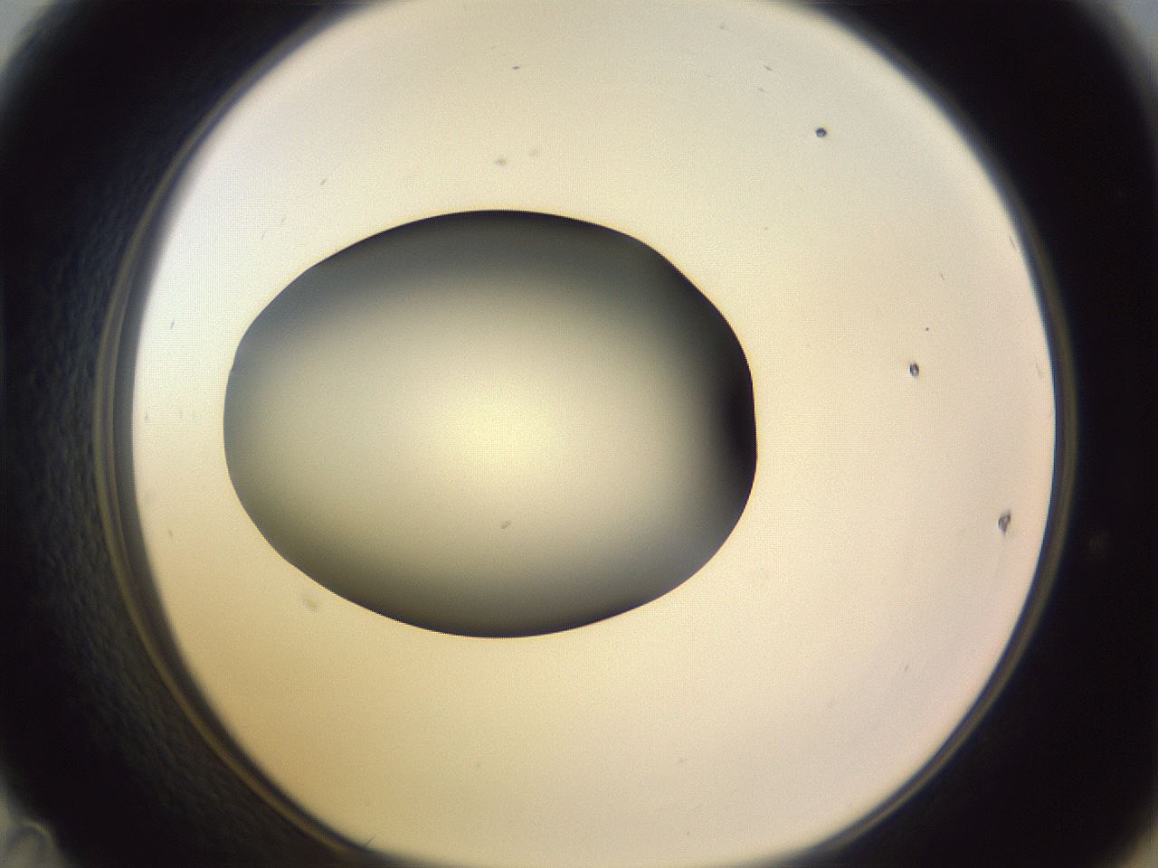 folderID350_plateID1350_batchID4705_wellNum47_profileID1_d1_r81370_ef.jpg