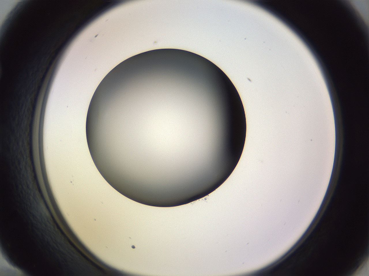 folderID350_plateID1350_batchID4705_wellNum58_profileID1_d1_r81381_ef.jpg