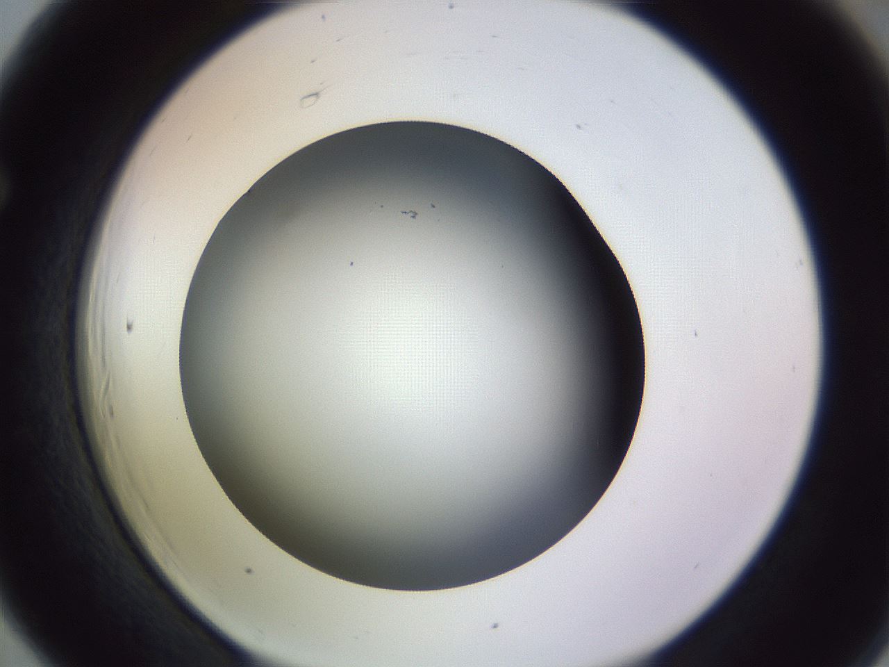 folderID350_plateID1350_batchID4705_wellNum66_profileID1_d1_r81389_ef.jpg