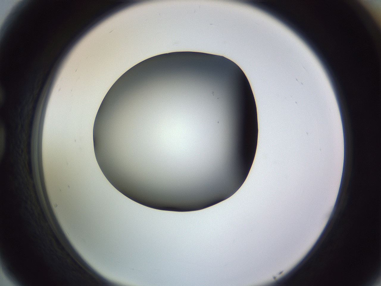 folderID350_plateID1350_batchID4705_wellNum77_profileID1_d1_r81400_ef.jpg