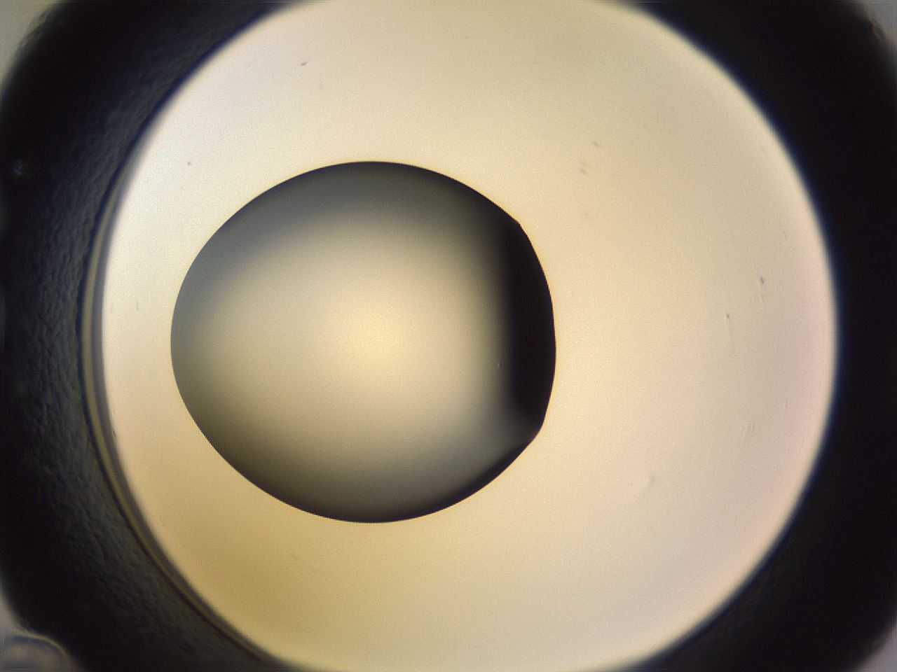 folderID350_plateID1350_batchID4705_wellNum36_profileID1_d1_r81359_ef.jpg