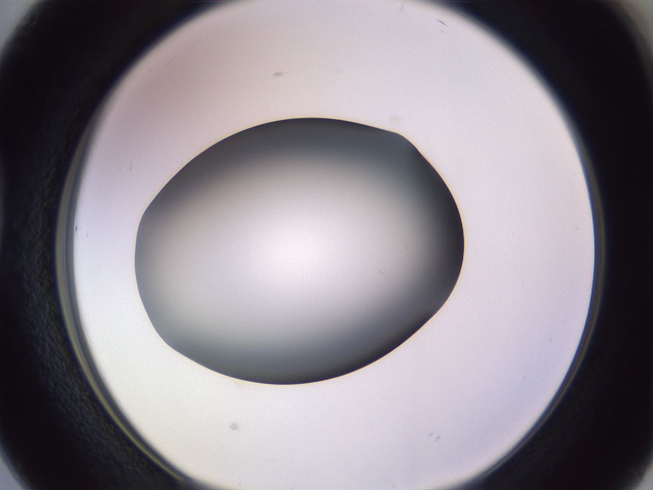 folderID350_plateID1350_batchID4705_wellNum38_profileID1_d1_r81361_ef.jpg