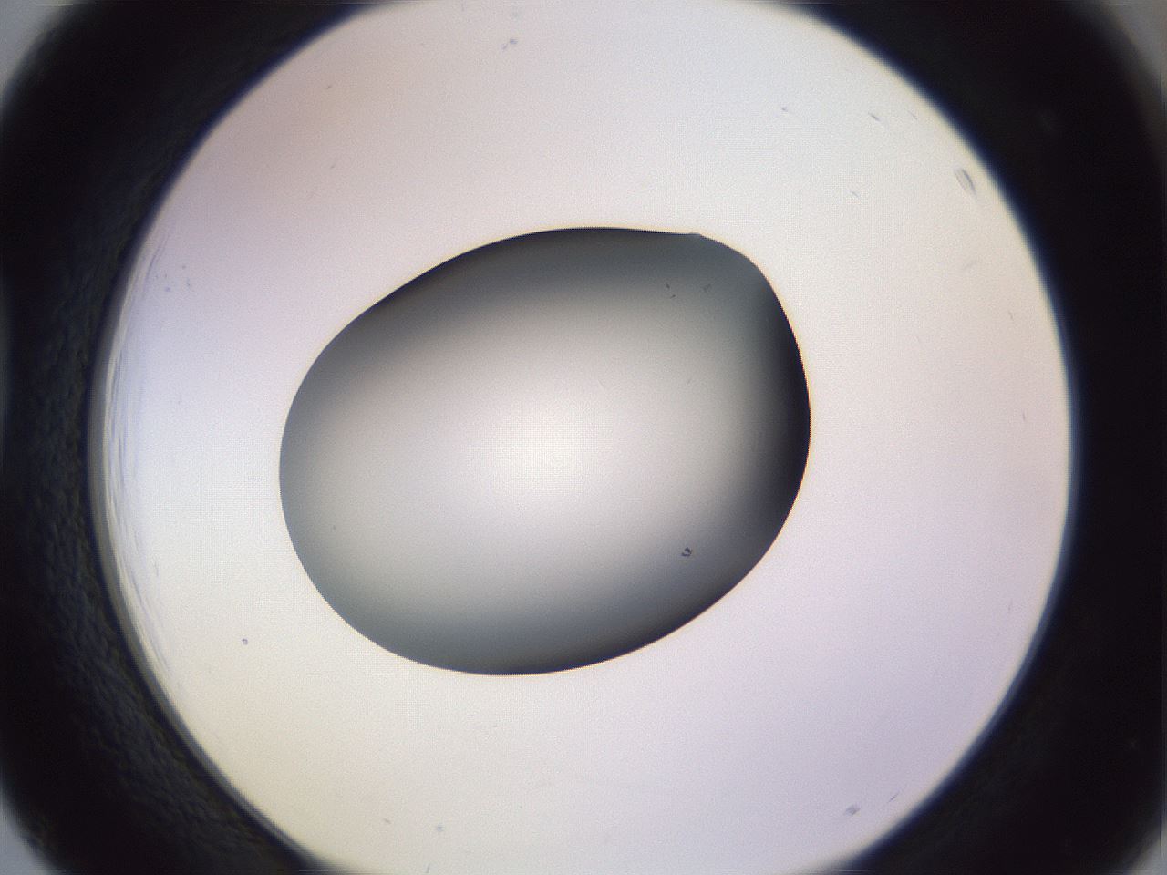 folderID350_plateID1350_batchID4705_wellNum39_profileID1_d1_r81362_ef.jpg