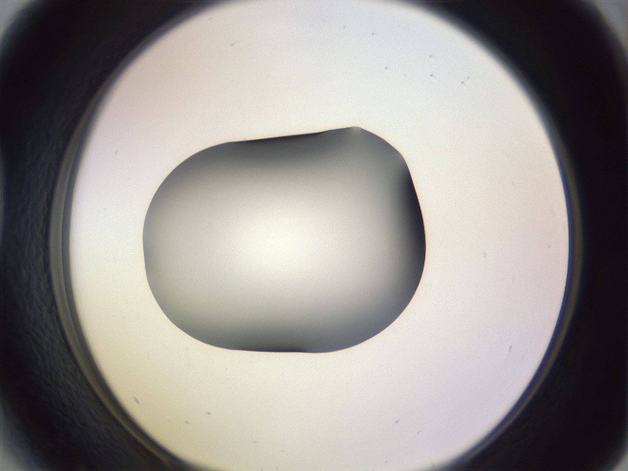 folderID350_plateID1350_batchID4705_wellNum41_profileID1_d1_r81364_ef.jpg