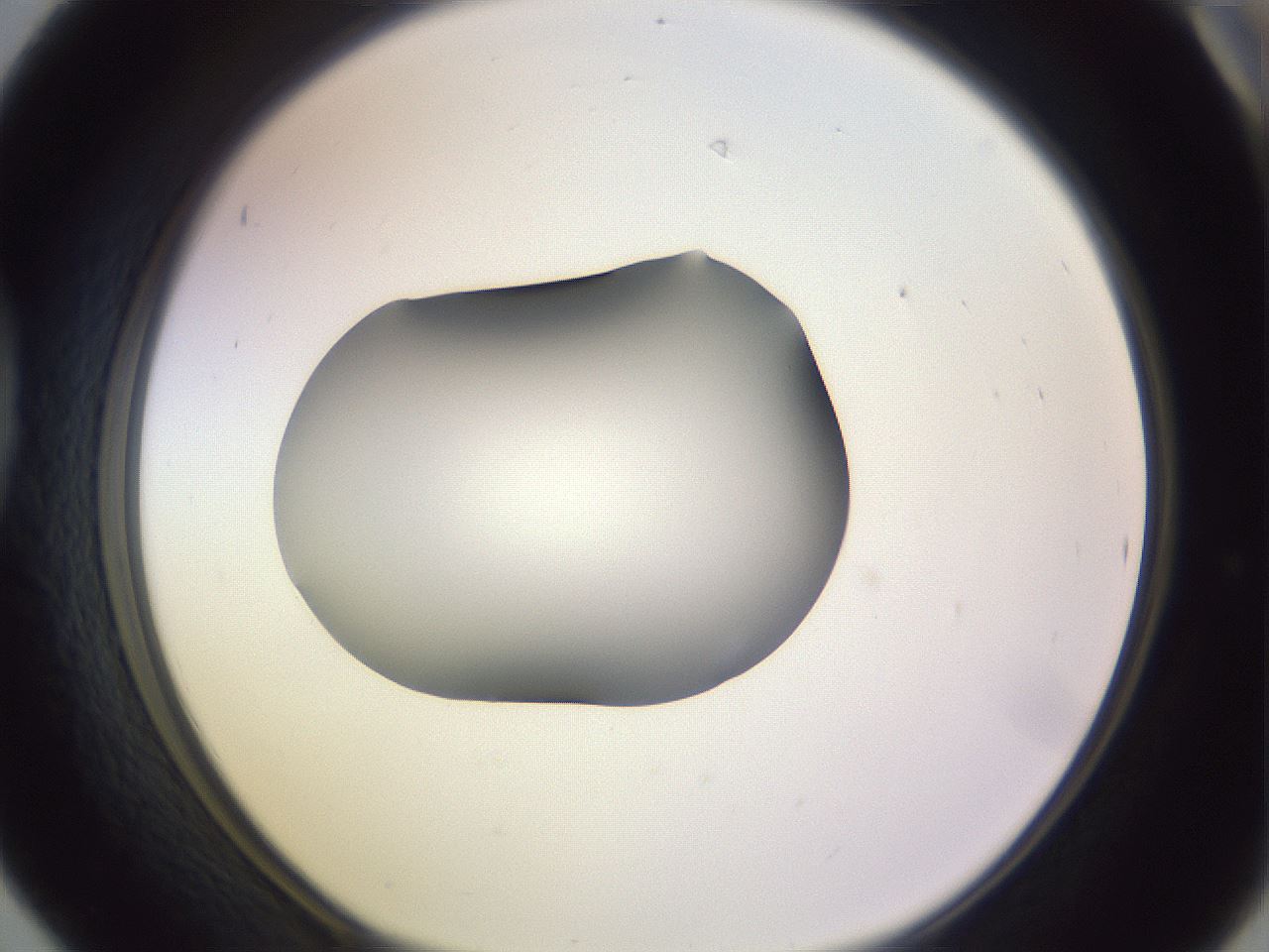 folderID350_plateID1350_batchID4705_wellNum42_profileID1_d1_r81365_ef.jpg