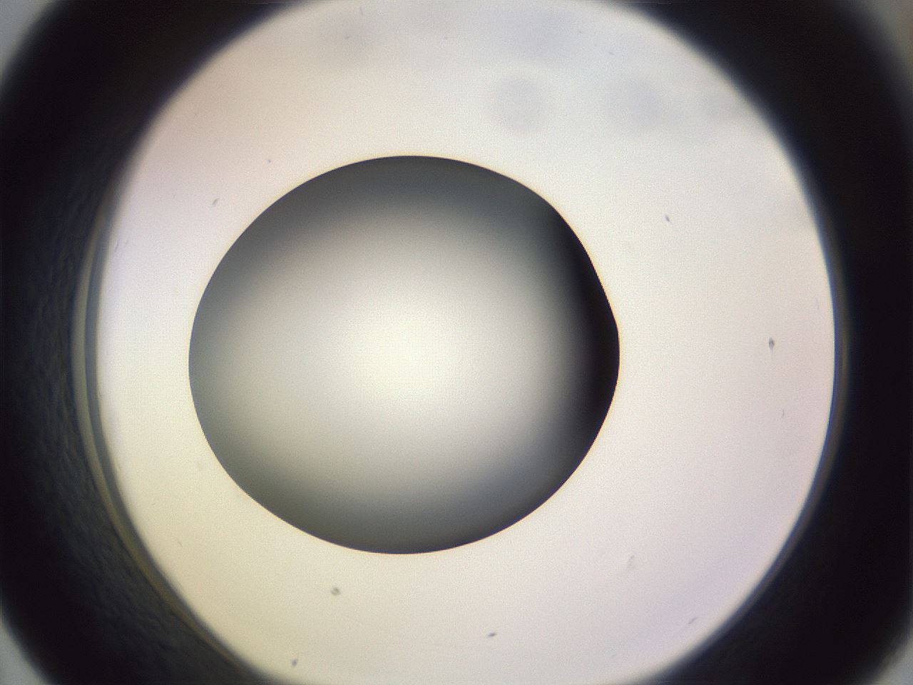 folderID350_plateID1350_batchID4705_wellNum43_profileID1_d1_r81366_ef.jpg