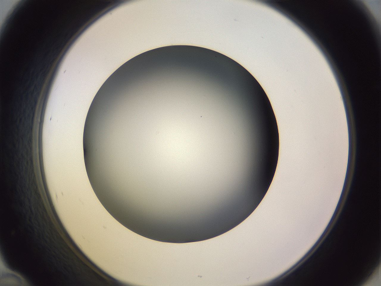 folderID350_plateID1350_batchID4705_wellNum46_profileID1_d1_r81369_ef.jpg