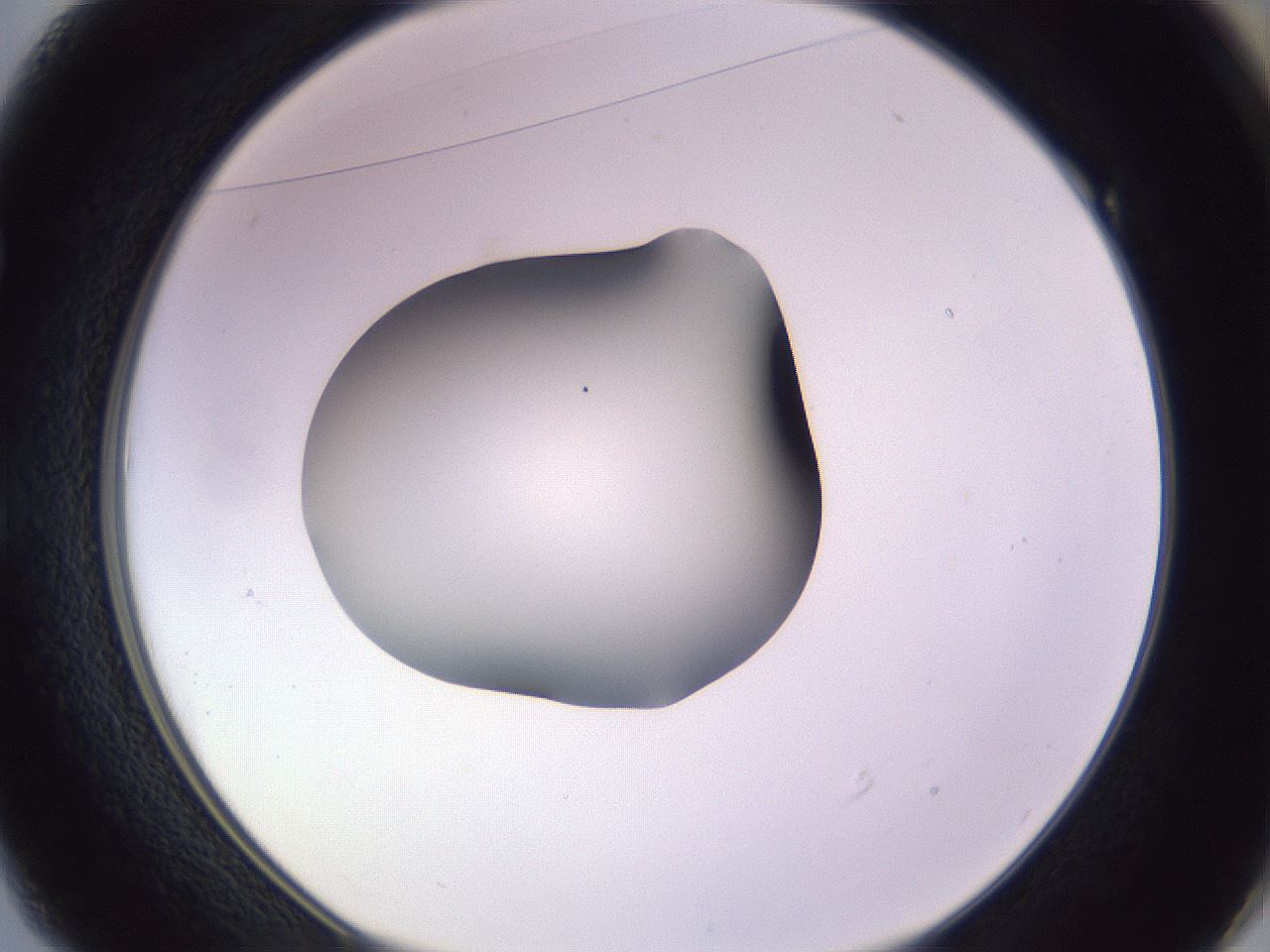 folderID350_plateID1350_batchID4705_wellNum49_profileID1_d1_r81372_ef.jpg