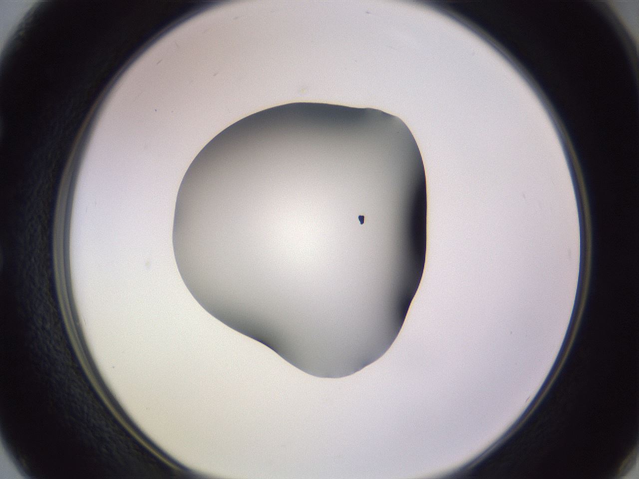 folderID350_plateID1350_batchID4705_wellNum50_profileID1_d1_r81373_ef.jpg