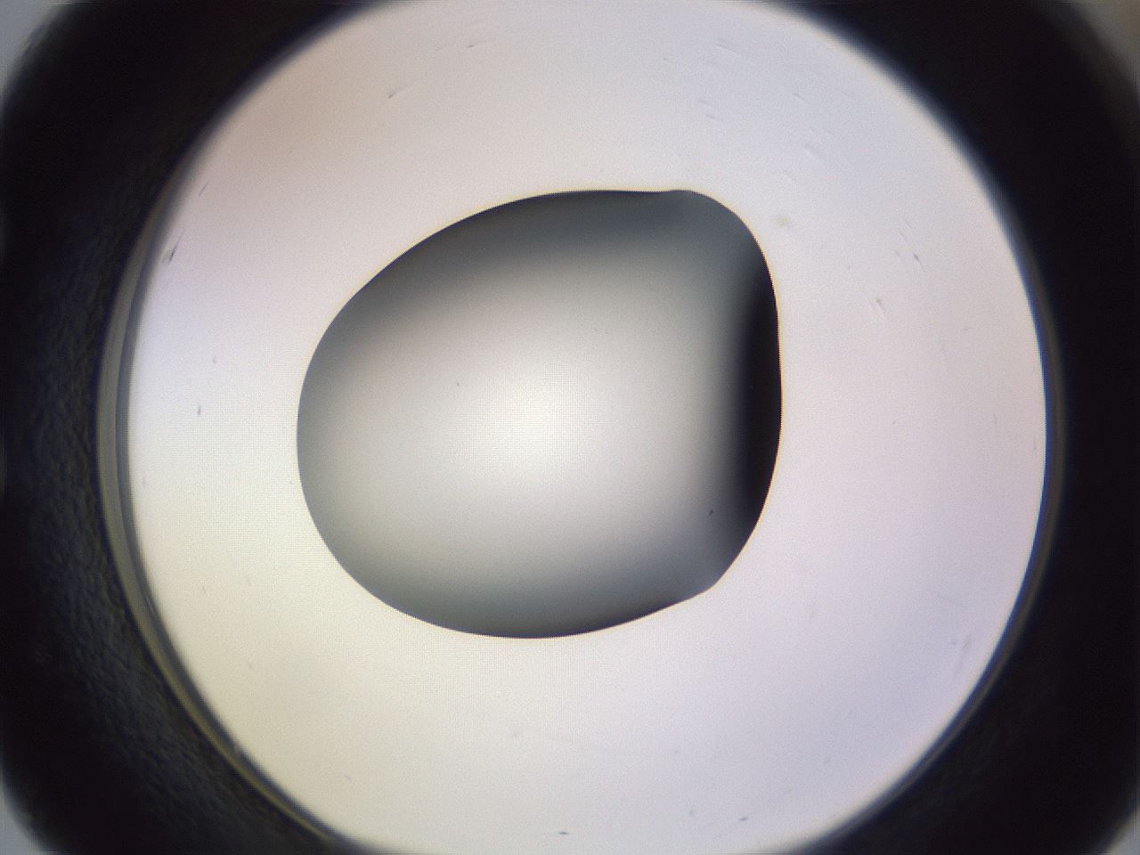 folderID350_plateID1350_batchID4705_wellNum51_profileID1_d1_r81374_ef.jpg