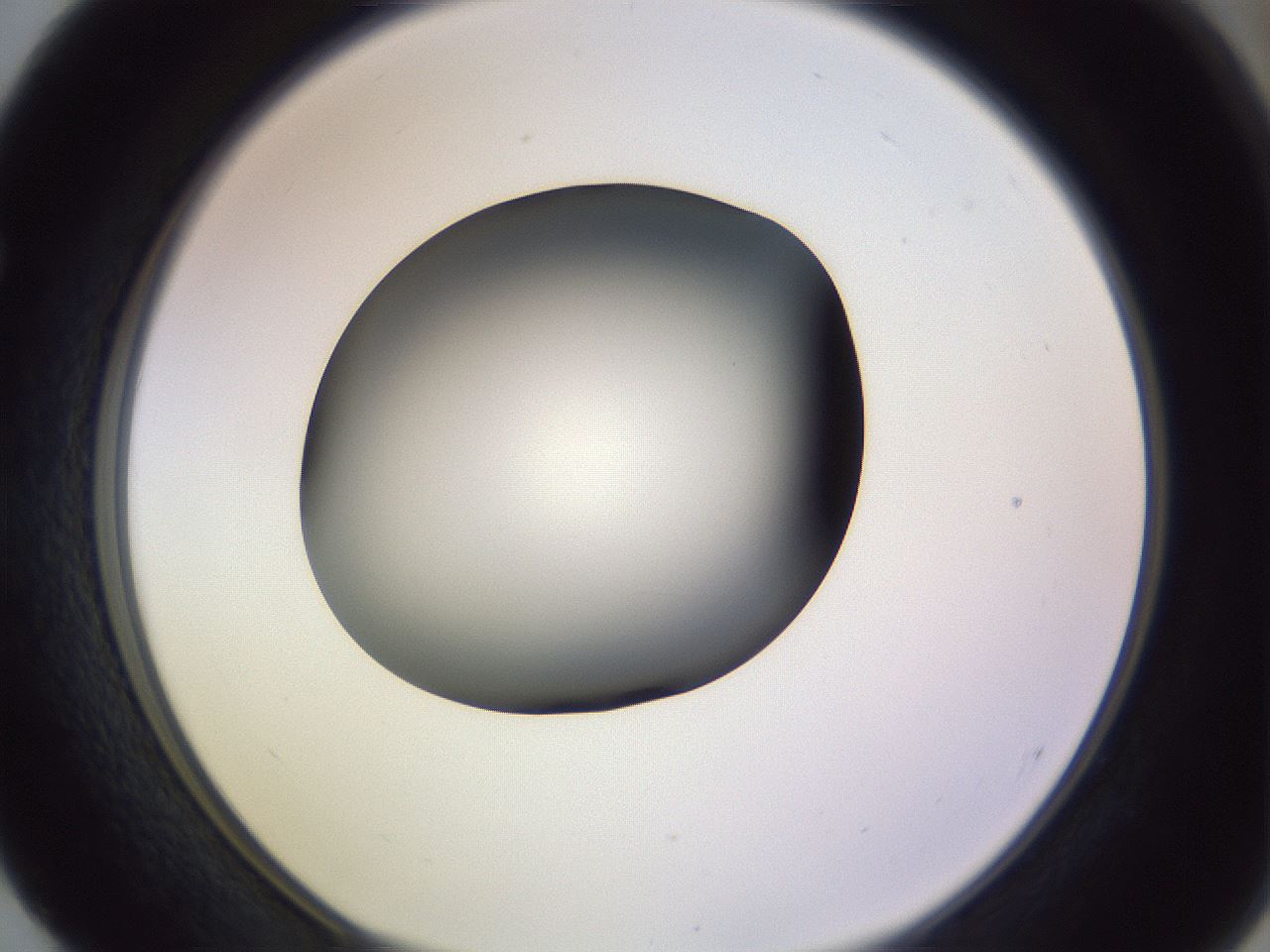 folderID350_plateID1350_batchID4705_wellNum52_profileID1_d1_r81375_ef.jpg