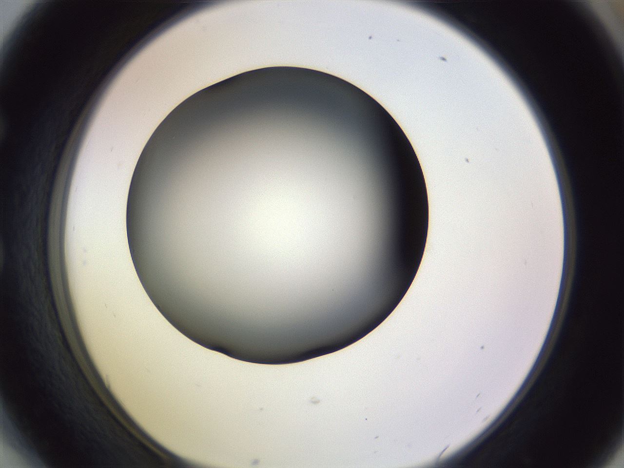 folderID350_plateID1350_batchID4705_wellNum54_profileID1_d1_r81377_ef.jpg