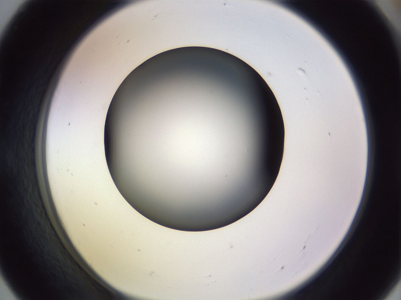 folderID350_plateID1350_batchID4705_wellNum55_profileID1_d1_r81378_ef.jpg