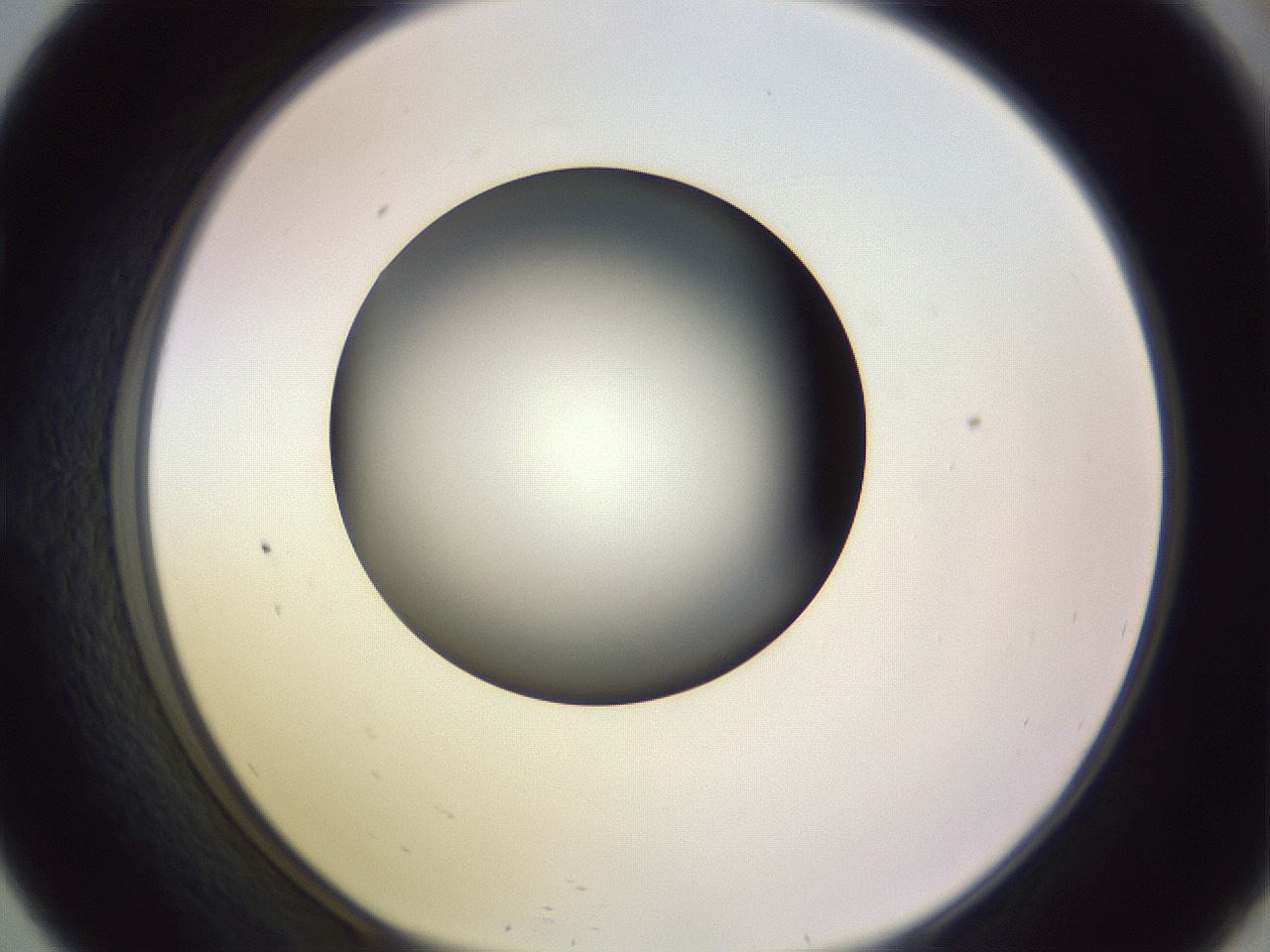folderID350_plateID1350_batchID4705_wellNum57_profileID1_d1_r81380_ef.jpg