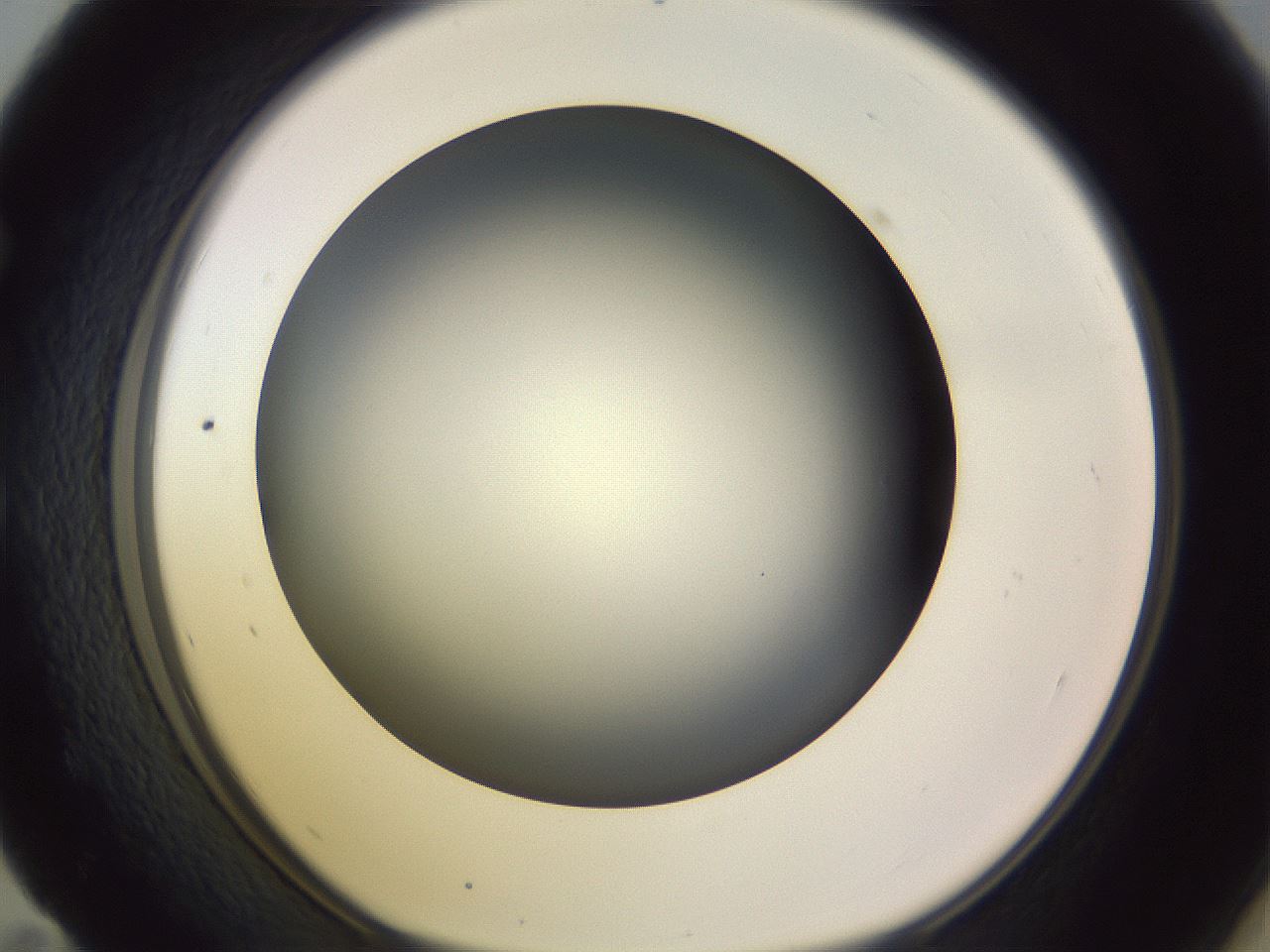 folderID350_plateID1350_batchID4705_wellNum59_profileID1_d1_r81382_ef.jpg