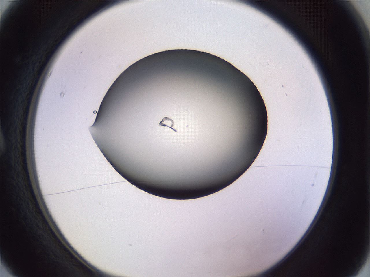 folderID350_plateID1350_batchID4705_wellNum5_profileID1_d1_r81328_ef.jpg