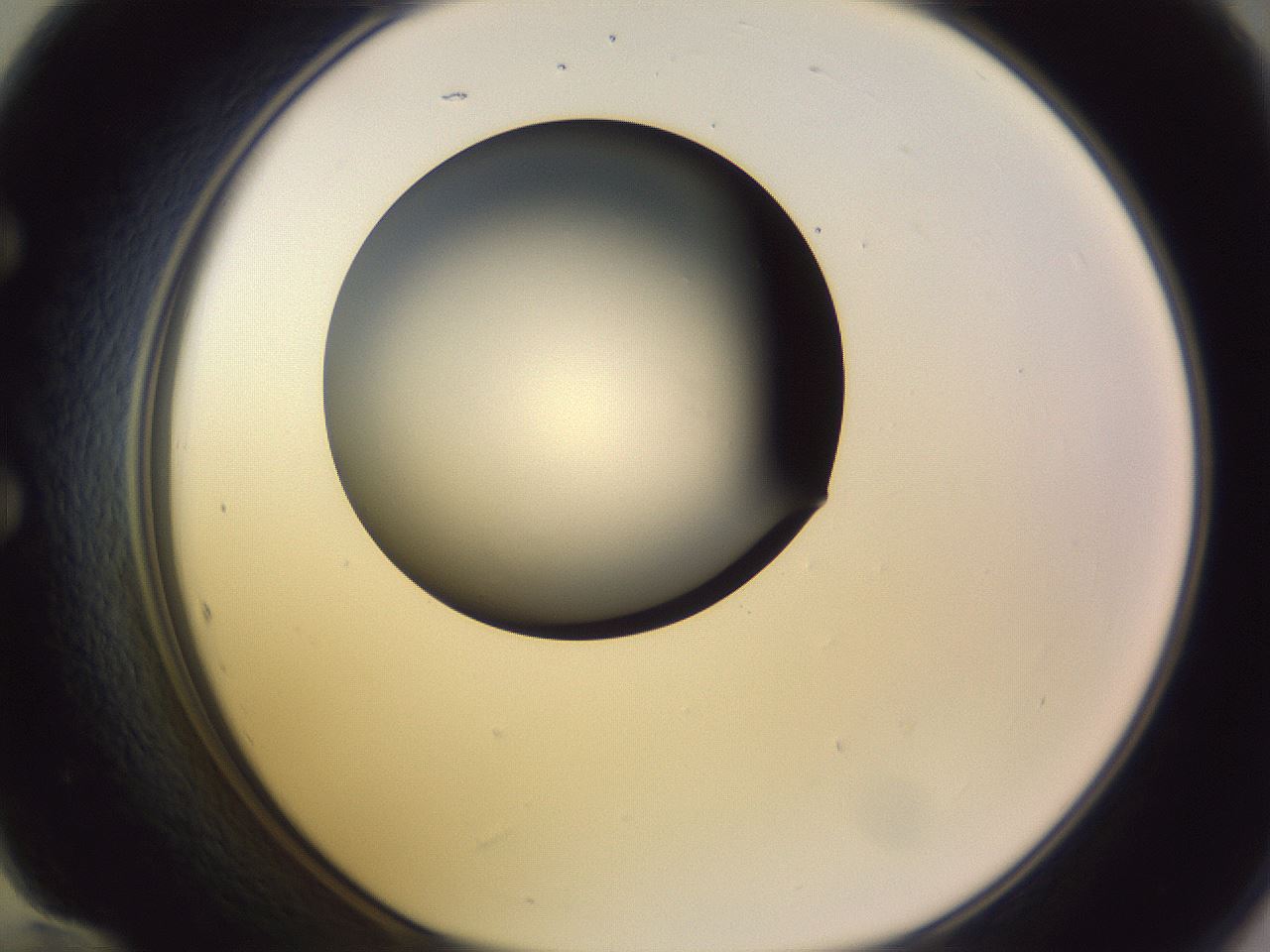 folderID350_plateID1350_batchID4705_wellNum60_profileID1_d1_r81383_ef.jpg