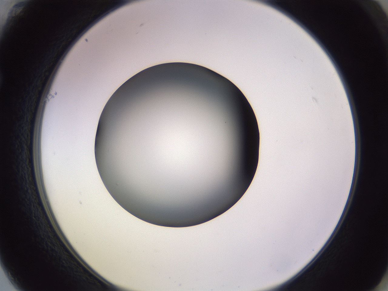 folderID350_plateID1350_batchID4705_wellNum61_profileID1_d1_r81384_ef.jpg
