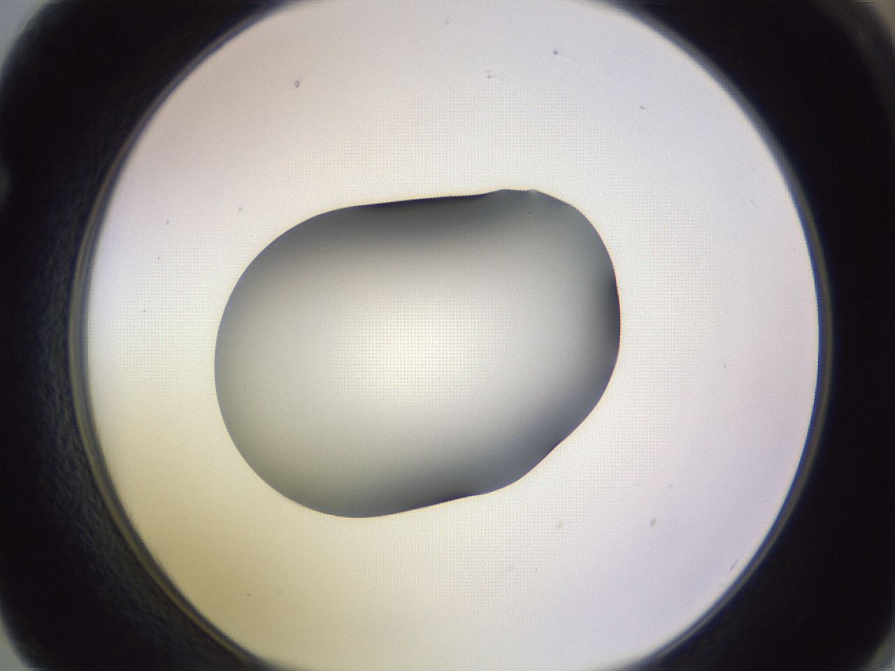 folderID350_plateID1350_batchID4705_wellNum62_profileID1_d1_r81385_ef.jpg
