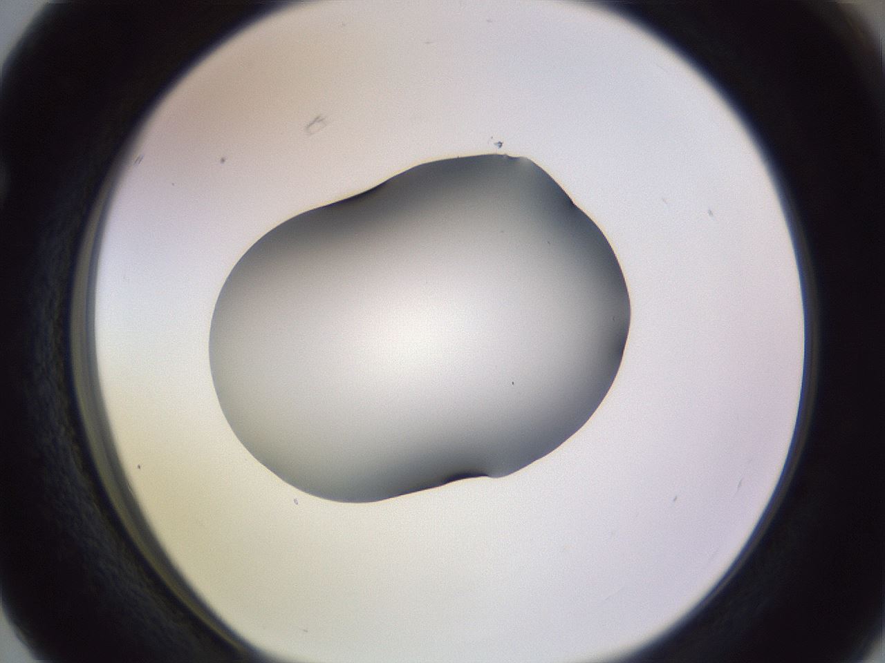 folderID350_plateID1350_batchID4705_wellNum63_profileID1_d1_r81386_ef.jpg