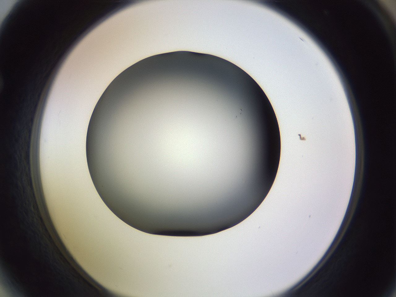 folderID350_plateID1350_batchID4705_wellNum64_profileID1_d1_r81387_ef.jpg