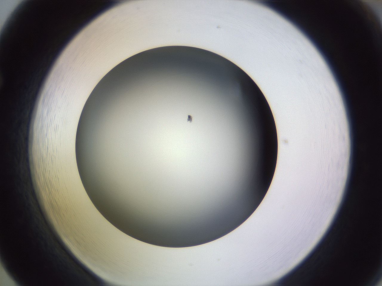 folderID350_plateID1350_batchID4705_wellNum65_profileID1_d1_r81388_ef.jpg