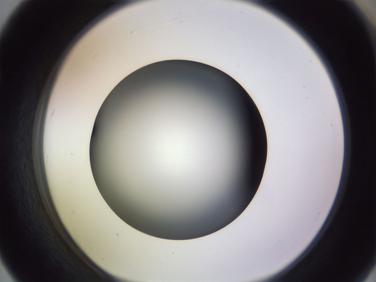 folderID350_plateID1350_batchID4705_wellNum67_profileID1_d1_r81390_ef.jpg