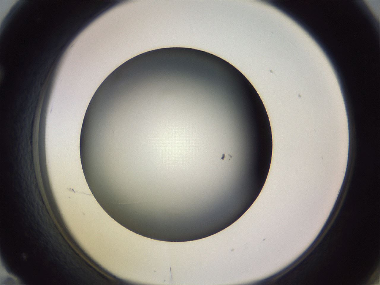 folderID350_plateID1350_batchID4705_wellNum71_profileID1_d1_r81394_ef.jpg