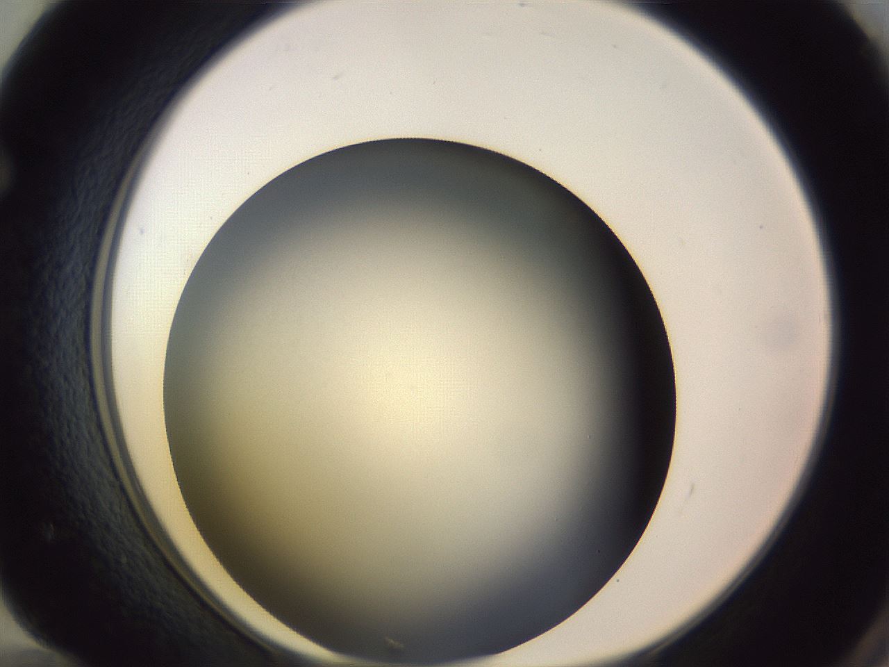folderID350_plateID1350_batchID4705_wellNum72_profileID1_d1_r81395_ef.jpg