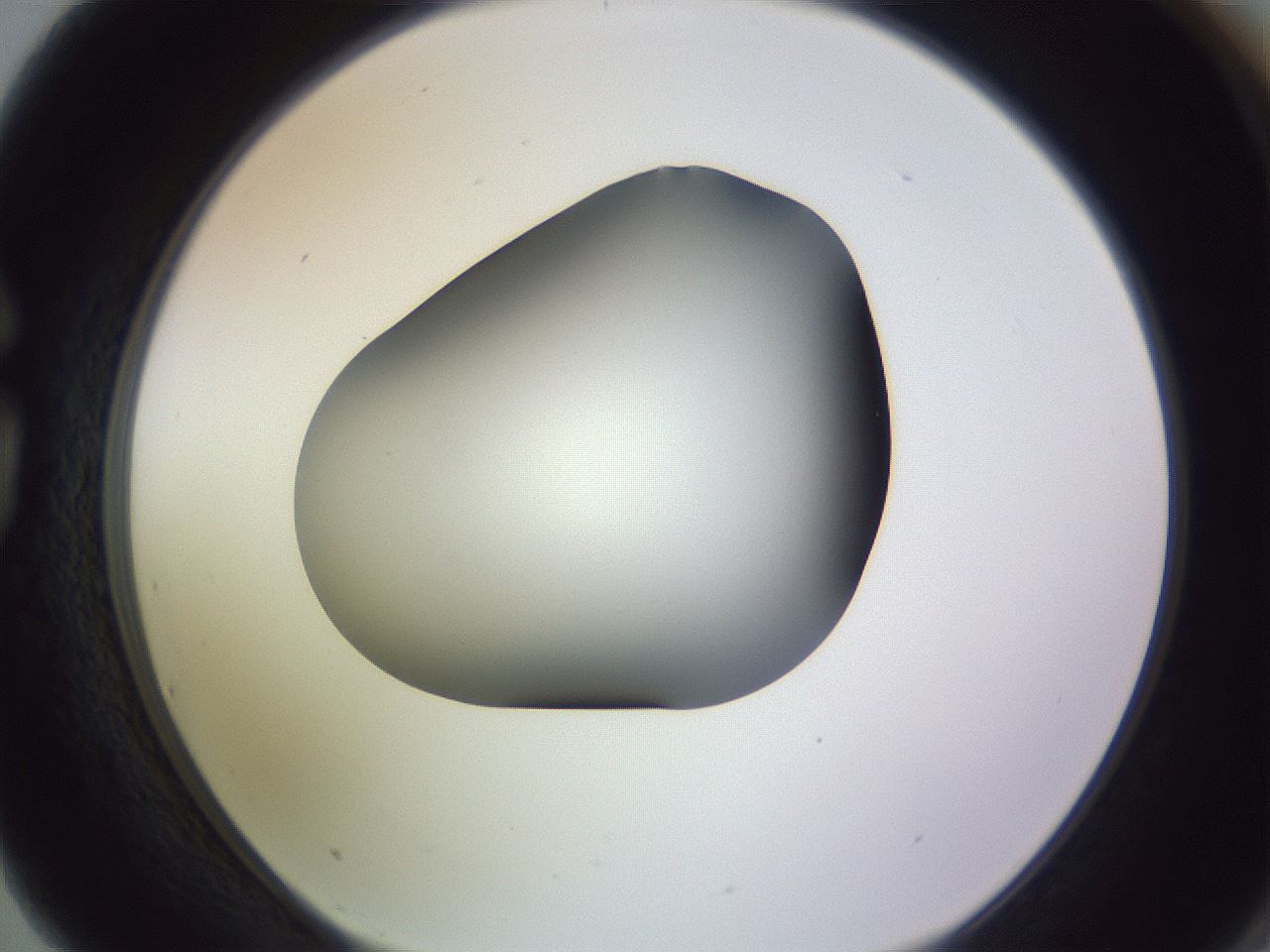 folderID350_plateID1350_batchID4705_wellNum75_profileID1_d1_r81398_ef.jpg